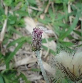 Soltinha   Validade Pr�xima