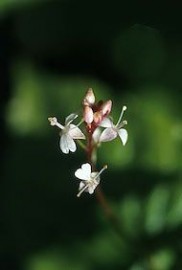 Floral Enchanters Nightshade 