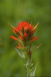 Floral Indian Paintbrush 