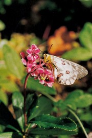 Floral Pipsissewa 