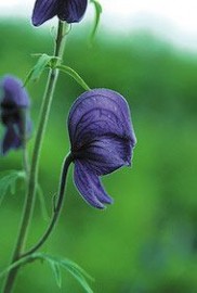 Floral Monkshood ALA 