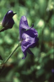 Floral Monkshood 