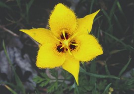 Floral Yellow Star Tulip 