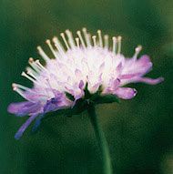 Floral Field Scabious 10 ml