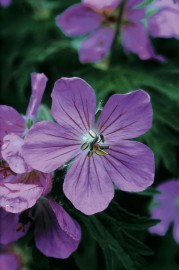 Floral Sticky Geranium 