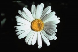 Floral Shasta Daisy 