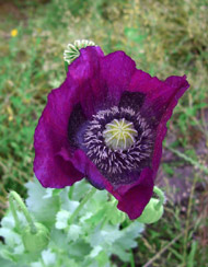 Floral Purple Poppy 