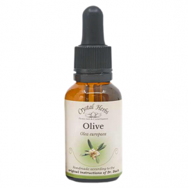 Floral Olive 20ml