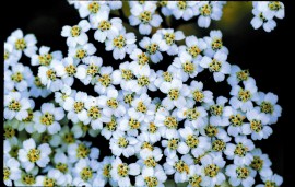 Floral Yarrow Environmental Solution (YES)        