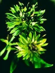 Green Rose Floral da Living Essences 15 ml