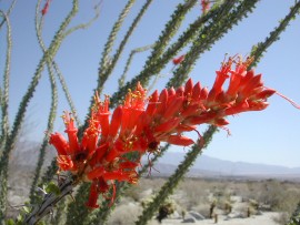 Floral Ocotillo 