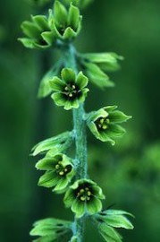 Floral False Hellebore 