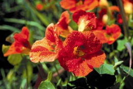 Floral Nasturtium 