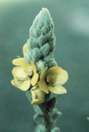 Floral Mullein 