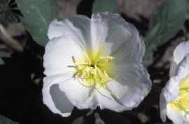 Floral Dune Primrose 