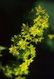 Floral Ladies Mantle 