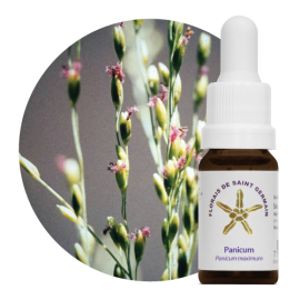 Floral Panicum 10 ml