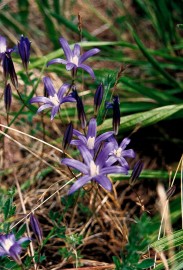 Floral Harvest Lily 