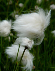 Floral Cotton Grass 
