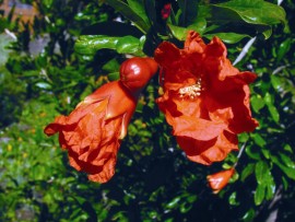 Floral Pomegranate 