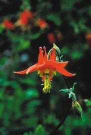 Floral Columbine Alaska 