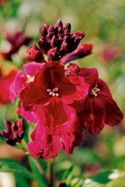 Floral Wallflower 