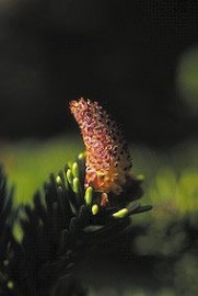 Floral Sitka Spruce Pollen 