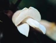 White Eremophila Floral da Living Essences 15 ml