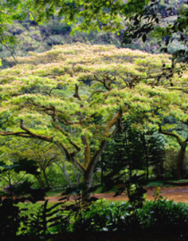 Floral Monkeypod Tree