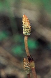 Floral Horsetail 