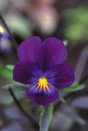 Floral Blue Elf Viola 