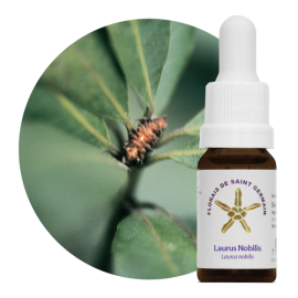 Floral Laurus Nobilis 10 ml