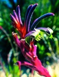Purple & Red Kangaroo Paw Floral da Living 15 ml