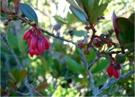 Camarinha   Validade Pr�xima