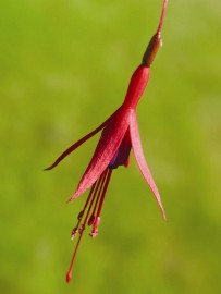 Floral Fuchsia  FES