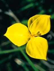 Floral Living Essences Yellow Flag Flower 15 ml