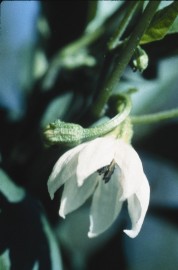 Floral Cayenne 