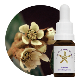 Floral Ameixa 10 ml