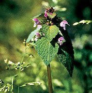 Floral Red Henbit 10 ml