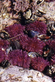 Essncia Marinha Urchin 