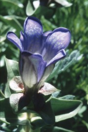 Floral Explorer's Gentian 