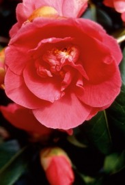 Floral Camellia 