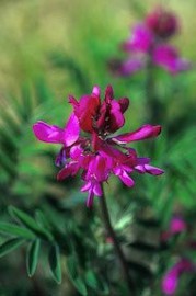 Floral Wild Sweet Pea 