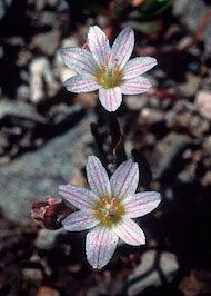 Floral Lewisia 