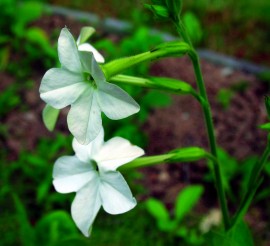 Floral Nicotiana 