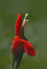 Floral Scarlet Monkeyflower 