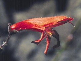 Floral Red Penstemon 