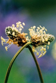 Floral Plantain 