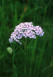 Floral Lavender Yarrow 