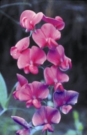 Floral Sweet Pea 